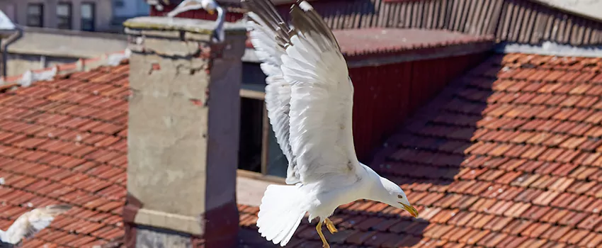 Residential Chimney Animal Removal Solution in Bowling Green, OH