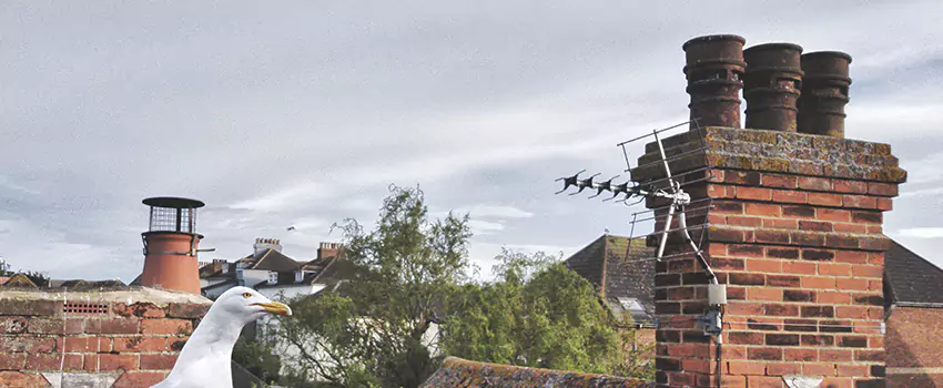 Chimney Cleaning And Restoration in Bowling Green, Ohio